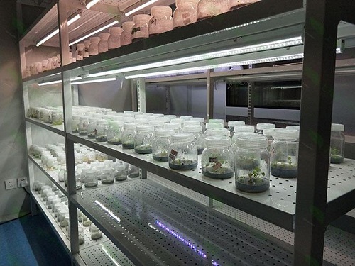 荔湾植物组织培养实验室设计建设方案